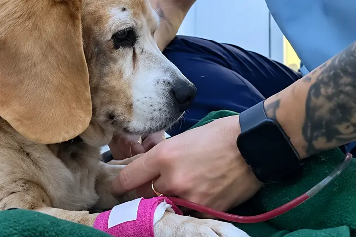 Cão internado recebendo cuidados da equipe da EsaVet
